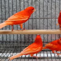 28 vermelho